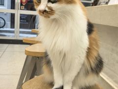 -玫瑰咖啡(中山六路店)