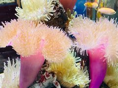 -太平洋海底世界