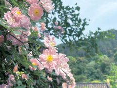 -楠柏弯休闲山庄(梨花溪店)