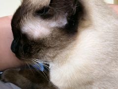 -藏猫猫咖啡主题馆(中央大道店)