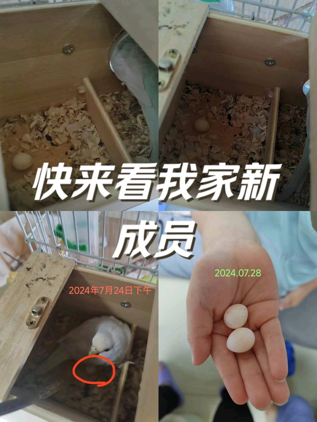 虎皮鹦鹉怀孕多久生蛋图片