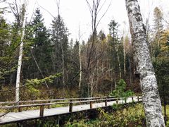 -五营红松林海景区