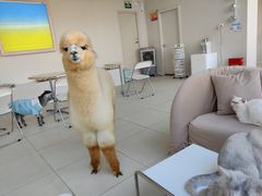 -怪兽屋·羊驼·猫咖·狗咖(俊华广场店)