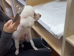 -北京观赏动物医院·24小时大型综合·猫专科·异宠专科