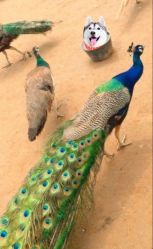 -萌宠亲子动物乐园(槐房万达店)