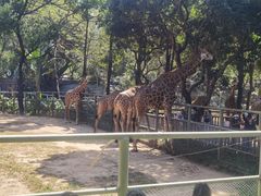 -深圳野生动物园