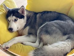 -Husky Go! 哈士奇体验馆·宠物咖啡厅狗咖