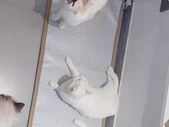 -琪喵猫屋·撸猫猫咖·猫舍