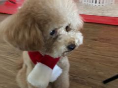 -帕帕拉兹宠物(亚洲旗舰店)