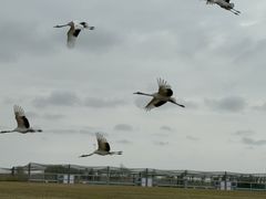 -盐城丹顶鹤湿地生态旅游区
