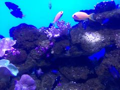 -芜湖新华联大白鲸海洋公园