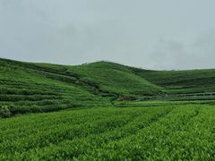 -龙坞茶村