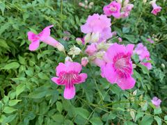 -荔枝公园-小平画像广场