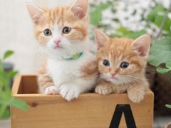 -味多美蛋糕(亚非大厦店)