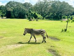 -奥兰多迪士尼动物王国乐园