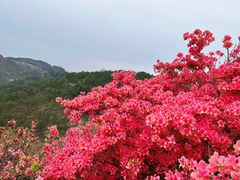 -木兰云雾山