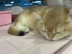 -FAELING PETS美天灵宠物(富力广场店)