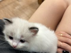 -楼上猫咖(罗湖店)