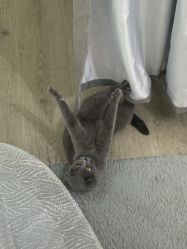 -莫小姐婚纱