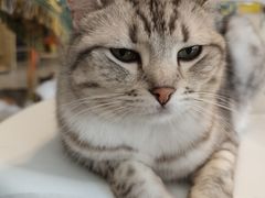 -平行世界·猫咖(首经贸店)