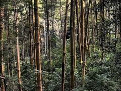 -黄埔油麻山森林公园