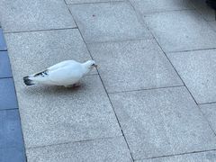 -中粮·祥云小镇