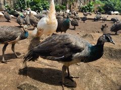 -海南热带野生动植物园