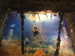 -贝壳梦幻世界