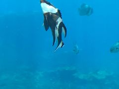 -瑞德姆美人鱼海底演艺主题餐厅(亚龙湾店)