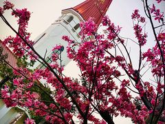 -芒洲湿地公园
