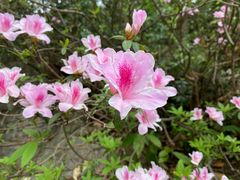 -广州市白云山风景名胜区