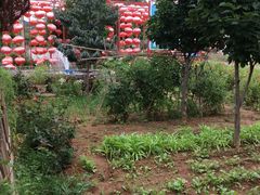 -龙福源密云水库灶台鱼