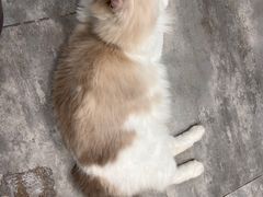 -楼上猫咖(罗湖店)