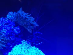 -迪拜水族馆及水下动物园