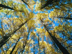 -塞罕坝国家级自然保护区