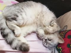 -more than meow吴止猫主题餐厅(承德 中船汇店)