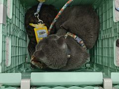 -四月宠物医院·猫专科·心脏专科·内科(转塘店)
