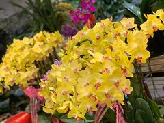 -双季花艺园艺市场(浦东店)