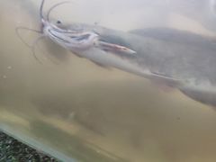 -洞里萨湖