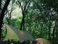 -东平国家森林公园