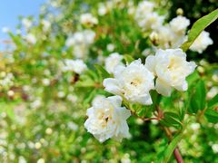 -白塘生态植物园