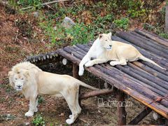 -泉州海丝野生动物世界
