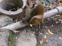 -黔灵山公园