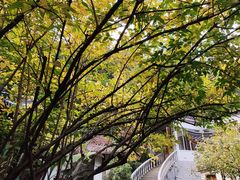 -十八棵（老龙井）御茶园(老龙井店)