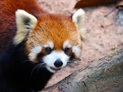 -深圳野生动物园
