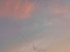 -西湖游船
