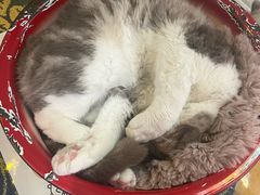 -平行世界·猫咖(首经贸店)