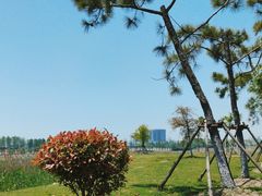 -鹦鹉洲湿地公园