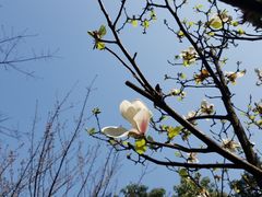 -两江幸福广场
