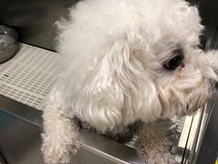 -北京观赏动物医院·24小时大型综合·猫专科·异宠专科